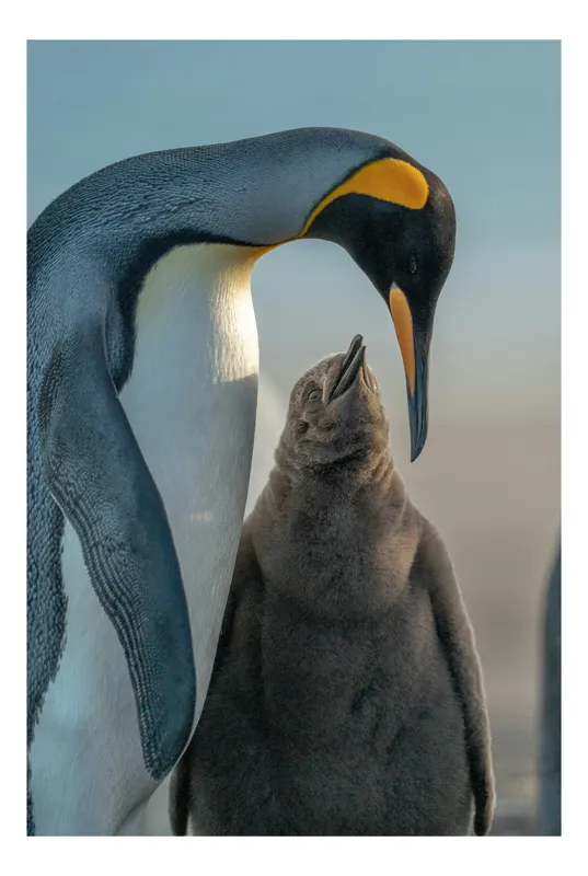 Tablou Canvas, "Îmbrățișare călduroasă în ghețurile antarctice", Pinguin, Îngrijire, Empatie, Natură, Protector, Blândețe, Frumusețe, Armonie, Familie, Tandrețe, Îmbucurător, Conexiune, 100 x 100 cm