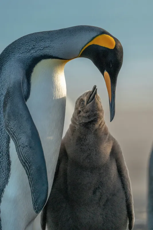 Tablou Canvas, "Îmbrățișare călduroasă în ghețurile antarctice", Pinguin, Îngrijire, Empatie, Natură, Protector, Blândețe, Frumusețe, Armonie, Familie, Tandrețe, Îmbucurător, Conexiune, 26 x 39 cm – poza 2