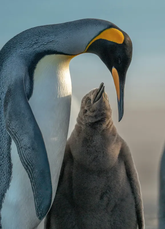 Tablou Canvas, "Îmbrățișare călduroasă în ghețurile antarctice", Pinguin, Îngrijire, Empatie, Natură, Protector, Blândețe, Frumusețe, Armonie, Familie, Tandrețe, Îmbucurător, Conexiune, 39 x 54 cm – poza 2