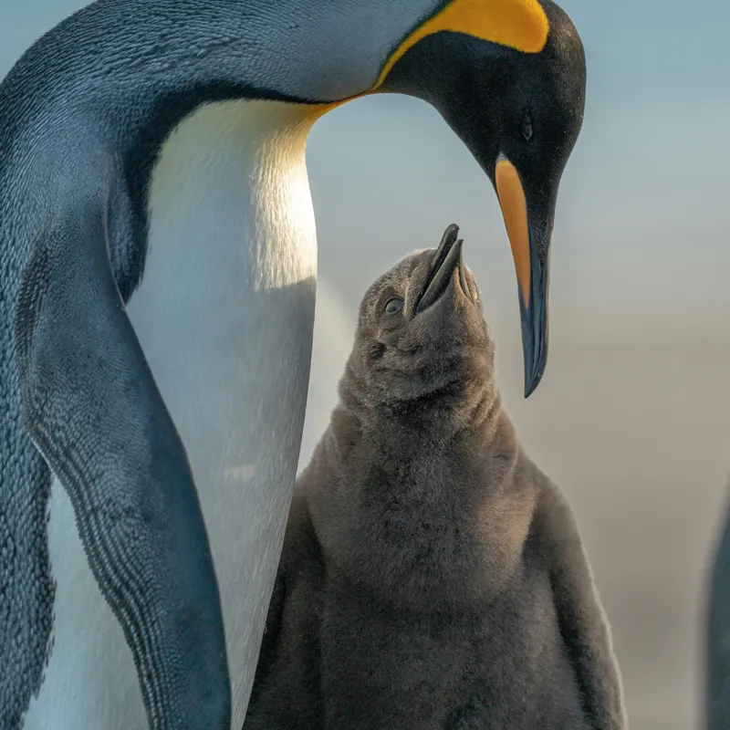 Tablou Canvas, "Îmbrățișare călduroasă în ghețurile antarctice", Pinguin, Îngrijire, Empatie, Natură, Protector, Blândețe, Frumusețe, Armonie, Familie, Tandrețe, Îmbucurător, Conexiune, 50 x 50 cm – poza 2