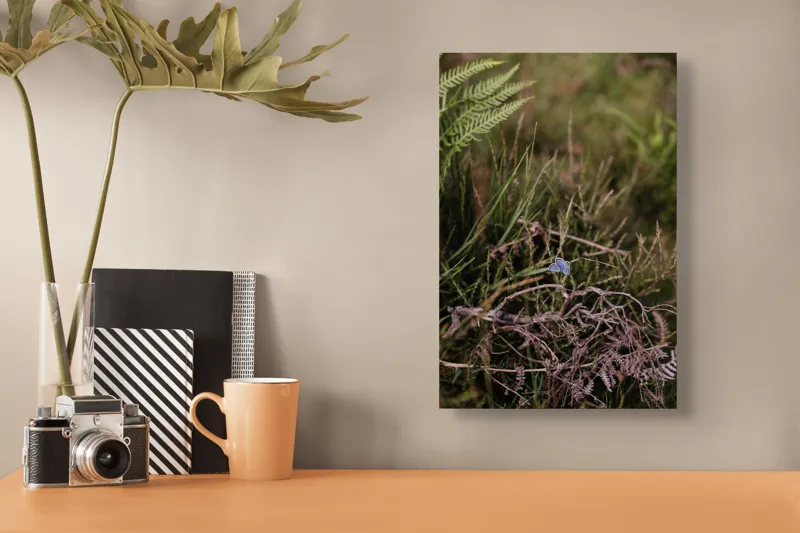 Tablou Canvas, "Fluture albastru în sălbăticie verde", Fluture, Ferigă, Verdeață, Natură, Delicatețe, Fragilitate, Contrast, Vegetație, Frumusețe, Sălbăticie, 26 x 39 cm – poza 3
