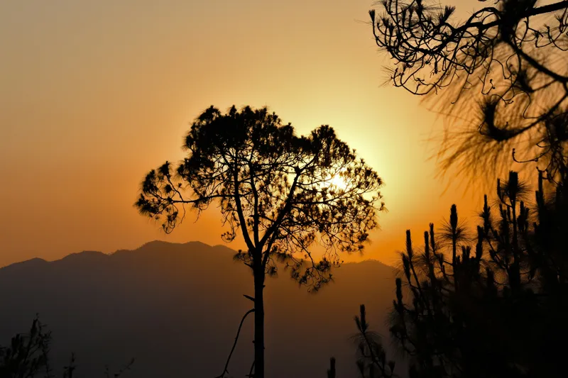 Tablou Canvas, "Apus de soare în pădurea de conifere", Apus, Siluetă, Copaci, Cer, Peisaj, Contururi, Soare, Ramuri, 39 x 26 cm – poza 2