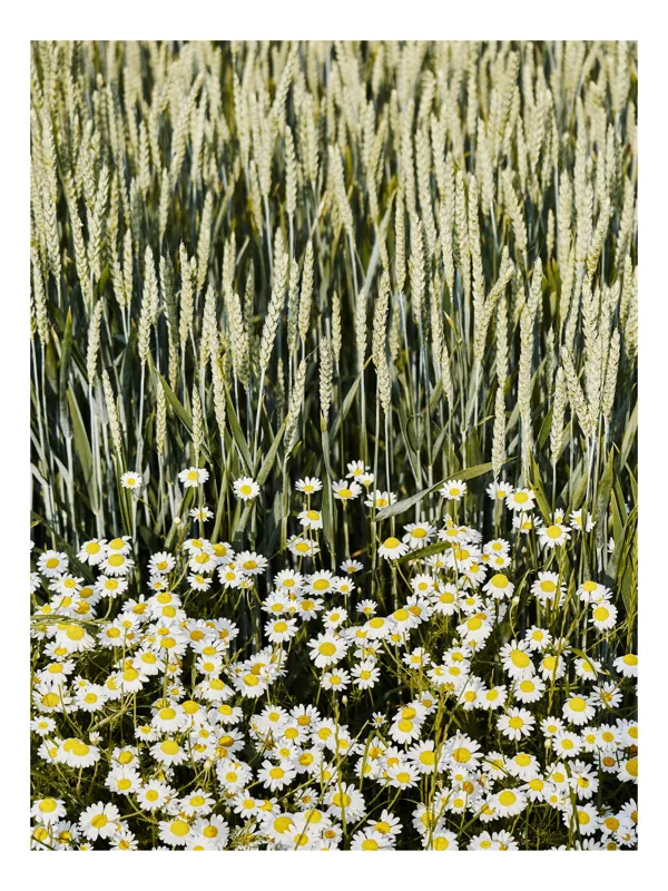 Tablou Canvas Peisaj Vară Flori Grâu Natură Frumusețe, 70 x 100 cm