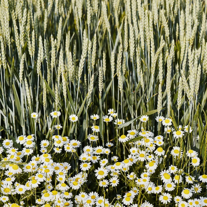 Tablou Canvas Peisaj Vară Flori Grâu Natură Frumusețe, 50 x 50 cm – poza 2