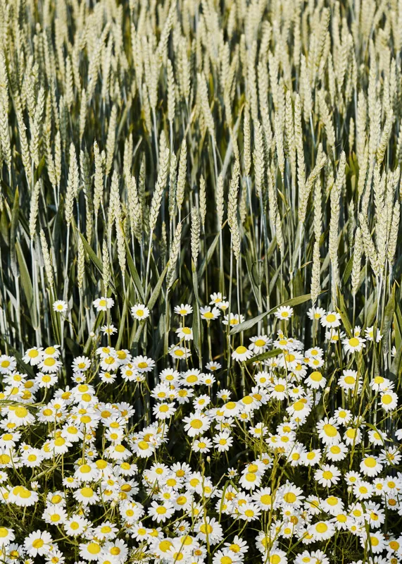 Tablou Canvas Peisaj Vară Flori Grâu Natură Frumusețe, 50 x 70 cm – poza 2