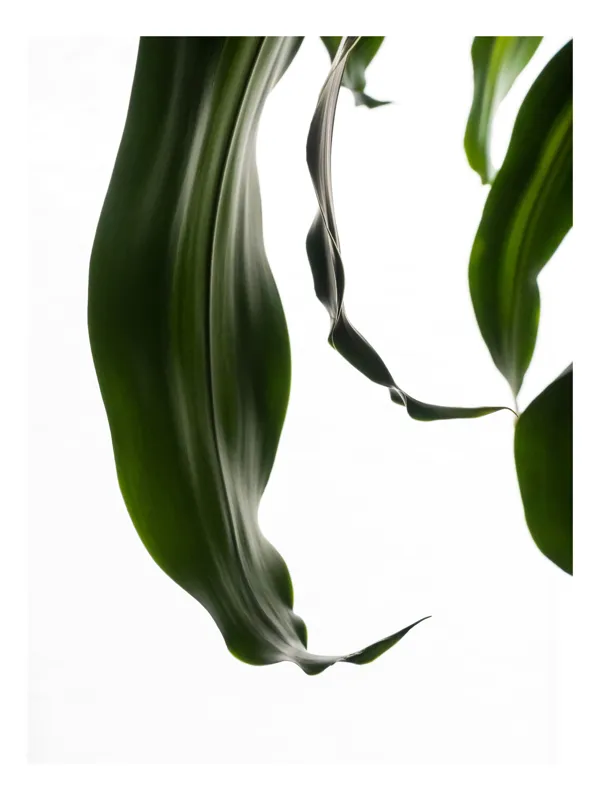 Tablou Canvas, "Frumusețea discretă a frunzelor verzi", Frunze, Verde, Elegante, Fluiditate, Alb, Minimalism, Natură, 50 x 70 cm