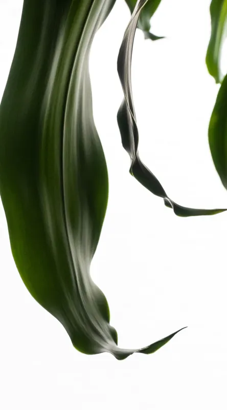 Tablou Canvas, "Frumusețea discretă a frunzelor verzi", Frunze, Verde, Elegante, Fluiditate, Alb, Minimalism, Natură, 50 x 90 cm – poza 2