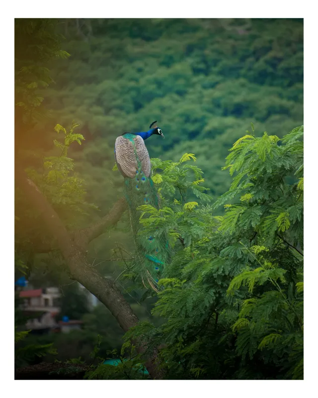 Tablou Canvas, "Păun pe crengile verzi ale colinei", Peacock, Tree, Feathers, Forest, Green, Nature, Serenity, 50 x 70 cm
