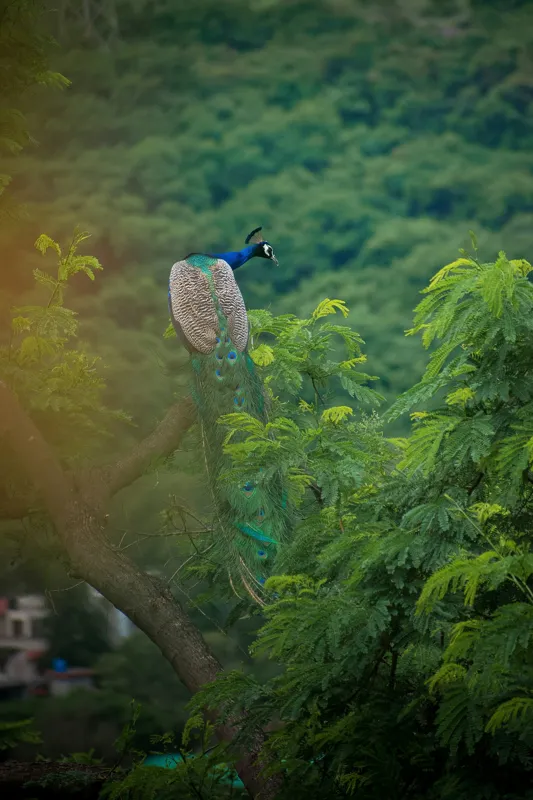 Tablou Canvas, "Păun pe crengile verzi ale colinei", Peacock, Tree, Feathers, Forest, Green, Nature, Serenity, 26 x 39 cm – poza 2