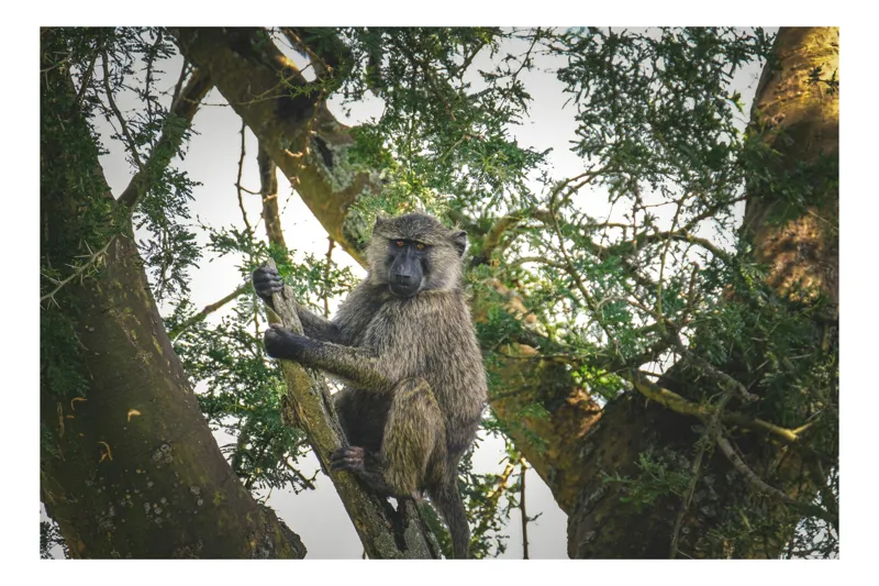 Tablou Canvas, "Babuin în așteptarea aventurii pădurii", Baboon, Branch, Tree, Nature, Green, Relaxed, Wildlife, Foliage, 54 x 39 cm