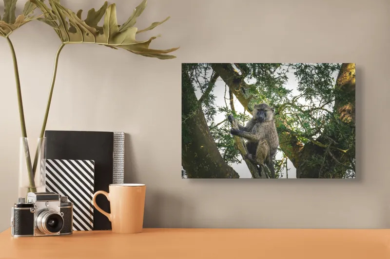 Tablou Canvas, "Babuin în așteptarea aventurii pădurii", Baboon, Branch, Tree, Nature, Green, Relaxed, Wildlife, Foliage, 39 x 26 cm – poza 3