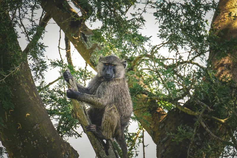 Tablou Canvas, "Babuin în așteptarea aventurii pădurii", Baboon, Branch, Tree, Nature, Green, Relaxed, Wildlife, Foliage, 39 x 26 cm – poza 2