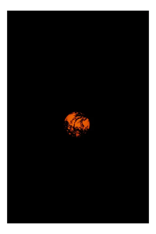 Tablou Canvas, "Luna roșie printre frunze întunecate", Portocaliu, Mister, Siluetă, Natură, Întuneric, Contrast, Rămuriș, Sferă, Umbre, Lumină, 39 x 54 cm