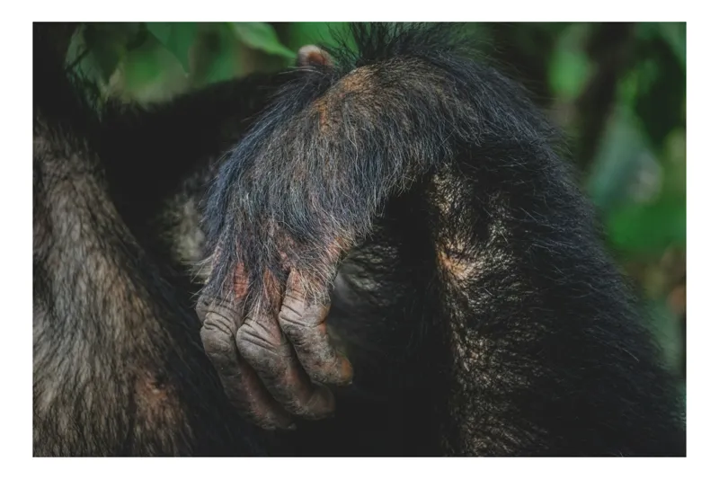 Tablou Canvas, "Mâna odihnită în liniștea junglei", Simian, Păr, Mână, Detaliu, Natură, Textură, Blană, Primate, Verdeață, Natural., 54 x 39 cm