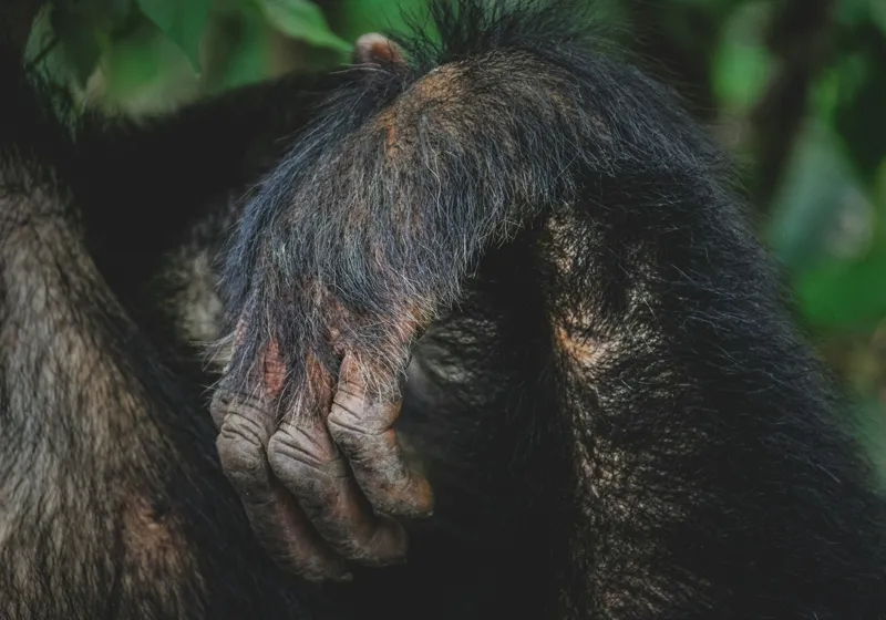 Tablou Canvas, "Mâna odihnită în liniștea junglei", Simian, Păr, Mână, Detaliu, Natură, Textură, Blană, Primate, Verdeață, Natural., 100 x 70 cm – poza 2