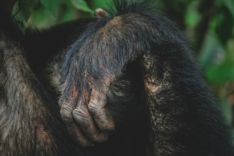 Tablou Canvas, "Mâna odihnită în liniștea junglei", Simian, Păr, Mână, Detaliu, Natură, Textură, Blană, Primate, Verdeață, Natural., 39 x 26 cm – poza 2