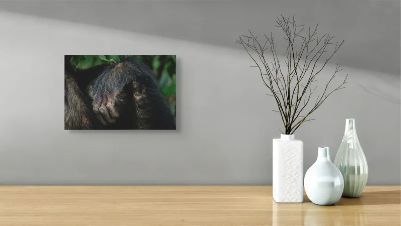 Tablou Canvas, "Mâna odihnită în liniștea junglei", Simian, Păr, Mână, Detaliu, Natură, Textură, Blană, Primate, Verdeață, Natural., 39 x 26 cm – poza 8