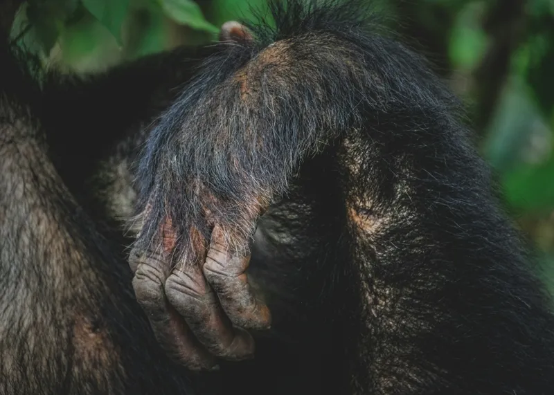 Tablou Canvas, "Mâna odihnită în liniștea junglei", Simian, Păr, Mână, Detaliu, Natură, Textură, Blană, Primate, Verdeață, Natural., 70 x 50 cm – poza 2