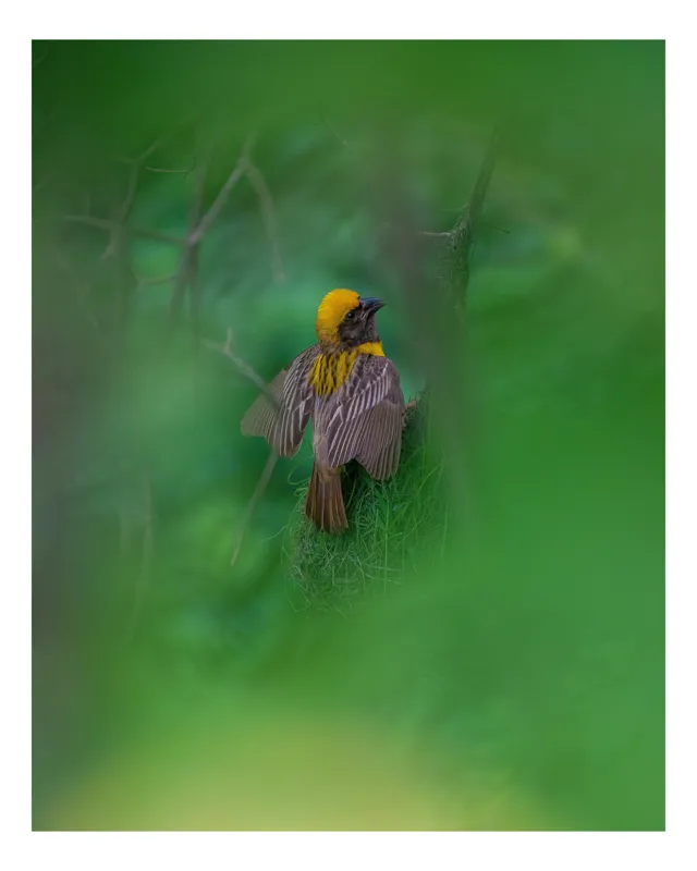 Tablou Canvas, "Păsăre galbenă ascunsă în frunze verzi", Pasăre, Cuib, Penaj, Verde, Ramuri, Natură, Lumină, Frunziș, Delicatețe, Observare, 100 x 100 cm