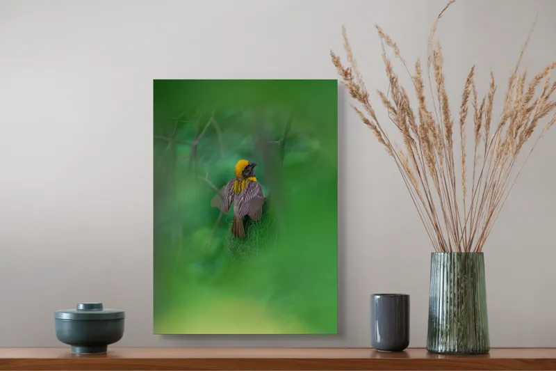 Tablou Canvas, "Păsăre galbenă ascunsă în frunze verzi", Pasăre, Cuib, Penaj, Verde, Ramuri, Natură, Lumină, Frunziș, Delicatețe, Observare, 39 x 54 cm – poza 3