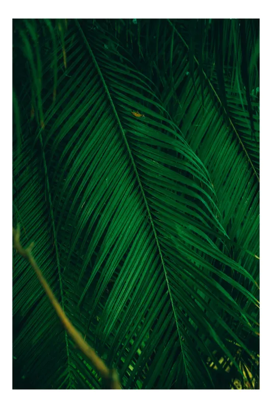 Tablou Canvas, "Frunzele verzi ale naturii tropicale", Frunze, Verzi, Tropicale, Întunecate, Texturate, Naturale, Bogate, 70 x 100 cm