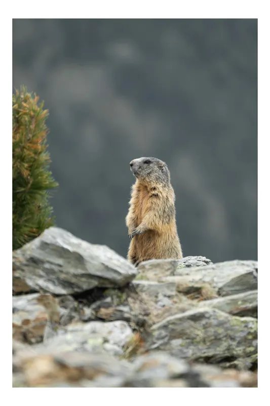 Tablou Canvas, "Marmota veghează peste stânci alpine", Marmotă, Stâncă, Blană, Natură, Munte, Veveriță, Peisaj, Animal, Sălbatic, Observare, 100 x 100 cm