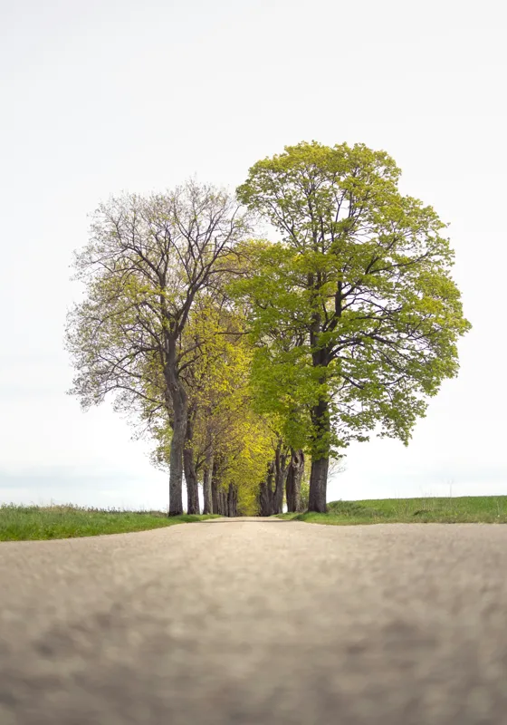 Tablou Canvas, "Drumul prin șirul de copaci verzi", Drum, Aliniament, Copaci, Verdeață, Cer, Primăvară, Perspectivă, Natural., 70 x 100 cm – poza 2