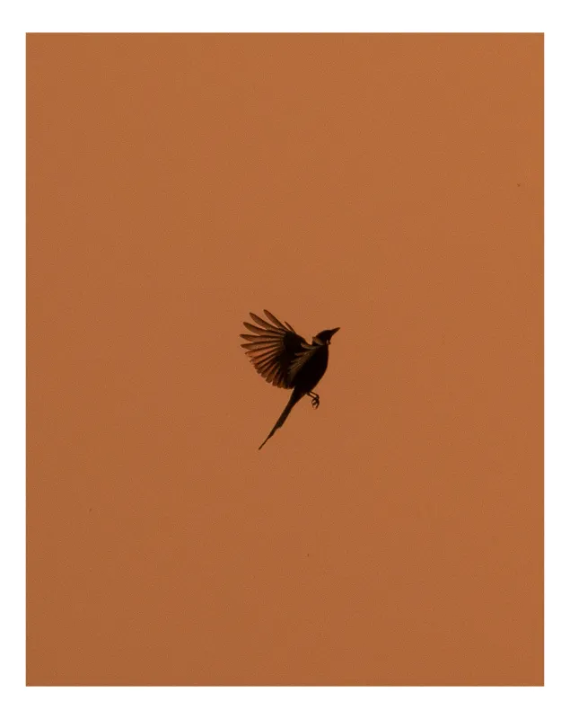 Tablou Canvas, "Pasărea în amurgul cerului roșu", Pasăre, Zbor, Cer, Siluetă, Apus, Libertate, Aripi, Frumusețe, 50 x 90 cm