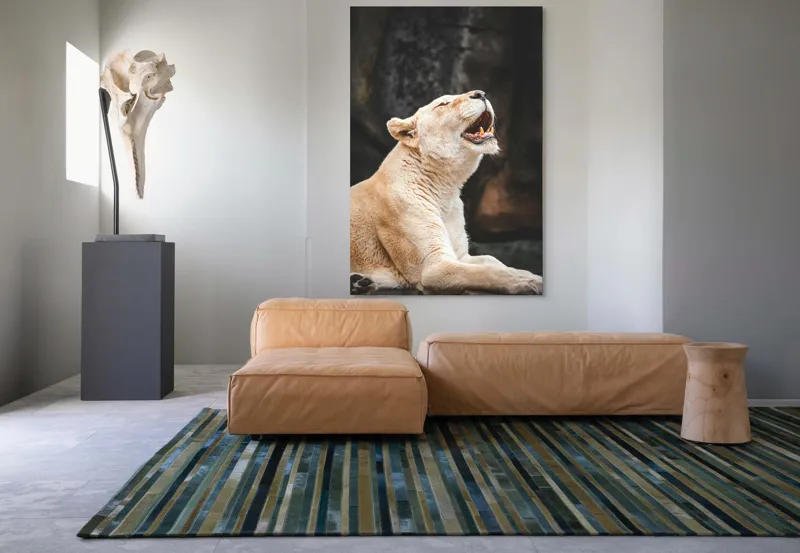 Tablou Canvas, "Leoaica răsunând în amurgul savanei", 100 x 150 cm – poza 7