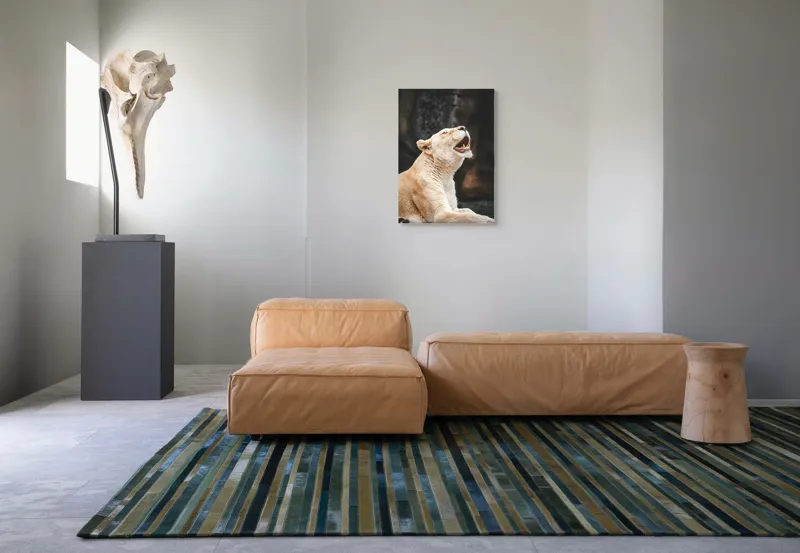 Tablou Canvas, "Leoaica răsunând în amurgul savanei", 50 x 70 cm – poza 7