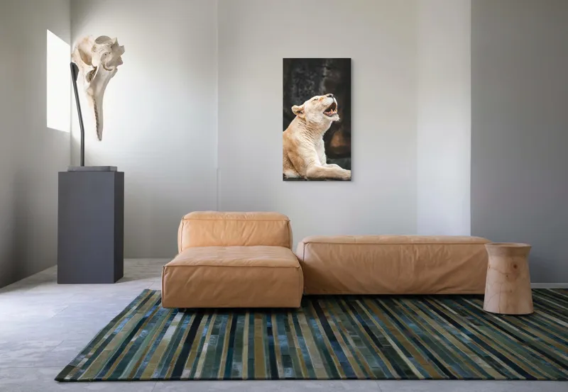 Tablou Canvas, "Leoaica răsunând în amurgul savanei", 50 x 90 cm – poza 5