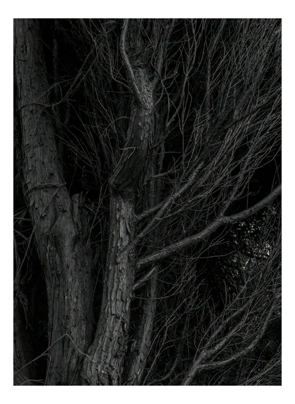 Tablou Canvas, "Tăcerea întunecată a copacilor veșnici", Întunecat, Misterios, Texturat, Încâlcit, Silențios, Natură, 100 x 150 cm