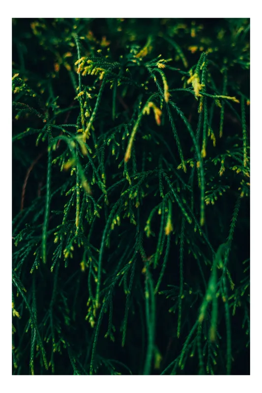 Tablou Canvas, "Frumusețea verde a naturii ascunse", Verde, Ramuri, Textura, Natura, Frunze, Misterios, Intunecat, Vegetatie, Detalii, Contrast, 26 x 39 cm