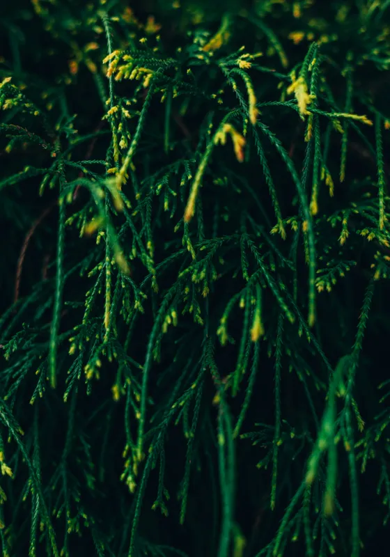 Tablou Canvas, "Frumusețea verde a naturii ascunse", Verde, Ramuri, Textura, Natura, Frunze, Misterios, Intunecat, Vegetatie, Detalii, Contrast, 70 x 100 cm – poza 2