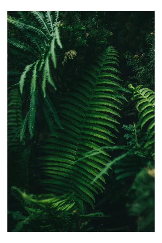Tablou Canvas, "Frumusețea secretă a pădurii verzi", Frunze, Verde, Natură, Umbre, Pădure, Tropical, Proaspăt, Liniște, Abundență, Textură, 70 x 100 cm