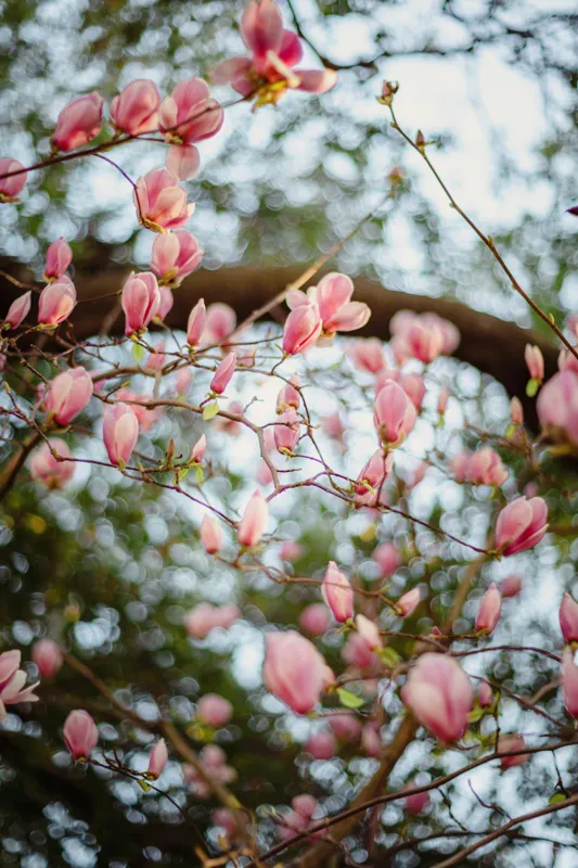 Tablou Canvas, "Magnolii înflorite sub cer senin", Flori, Roz, Ramuri, Primăvară, Cer, Frunziș, Natură, Delicat, Înflorire, Copac., 100 x 150 cm – poza 2