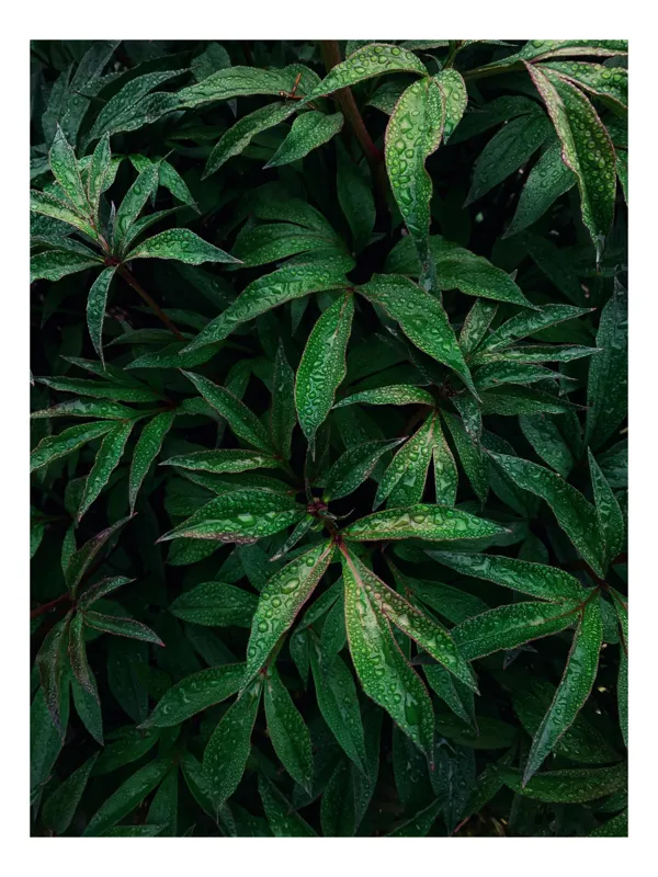 Tablou Canvas, "Frumusețea ploii printre frunze verzi", Frunze, Verde, Picături, Plante, Natură, Prospețime, Abundență, Textură, Viu, Lucios, 26 x 39 cm