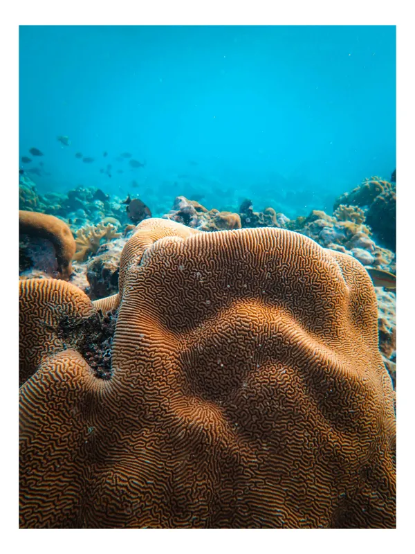 Tablou Canvas, "Dansul coralilor subacvatici misterioși", Undulating, Coral, Maze-like, Ocean, Tranquil, Vibrant, Depth, Marine, Life, Serenity, 39 x 54 cm