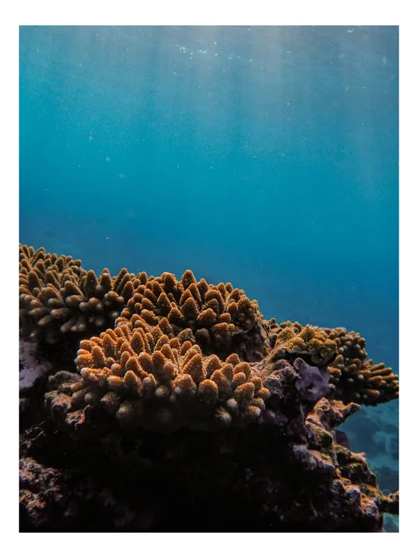 Tablou Canvas, "Corali în lumina strălucitoare a oceanului", Corali, Apă, Lumină, Albastru, Natură, Ecosistem, Ocean, Scufundare, Razele Soarelui, Viață Marină, 70 x 100 cm