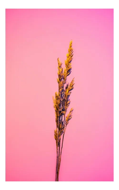 Tablou Canvas, "Spic de grâu pe fundal roz", Plante, Simplu, Culori, Contrast, Vibrant, Natură, Roz, Minimalism, 50 x 70 cm