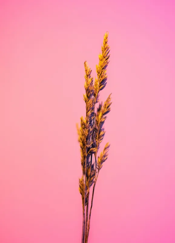 Tablou Canvas, "Spic de grâu pe fundal roz", Plante, Simplu, Culori, Contrast, Vibrant, Natură, Roz, Minimalism, 39 x 54 cm – poza 2