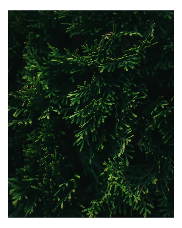 Tablou Canvas, "Frunziș verde în lumina dimineții", Verde, Frunziș, Densitate, Natural, Textură, Întunecat, Vegetație, 100 x 150 cm