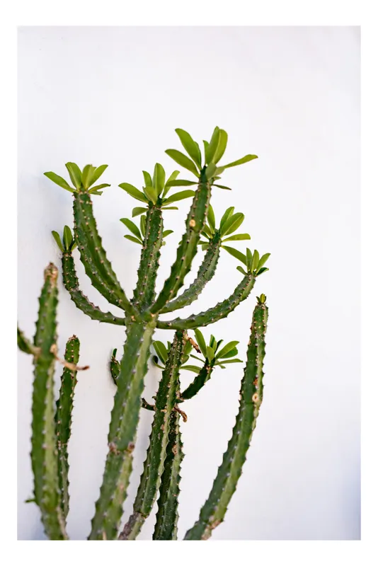 Tablou Canvas, "Cactus în lumina dimineții", Cactus, Verde, Frunze, Perete, Natural, Simplu, Contrast, Minimalist, Peisaj., 39 x 54 cm