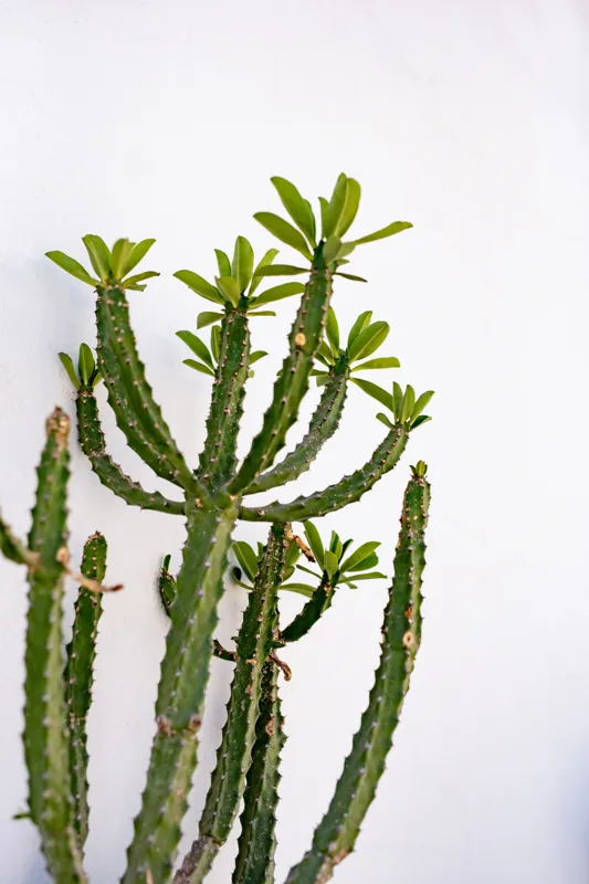 Tablou Canvas, "Cactus în lumina dimineții", Cactus, Verde, Frunze, Perete, Natural, Simplu, Contrast, Minimalist, Peisaj., 26 x 39 cm – poza 2