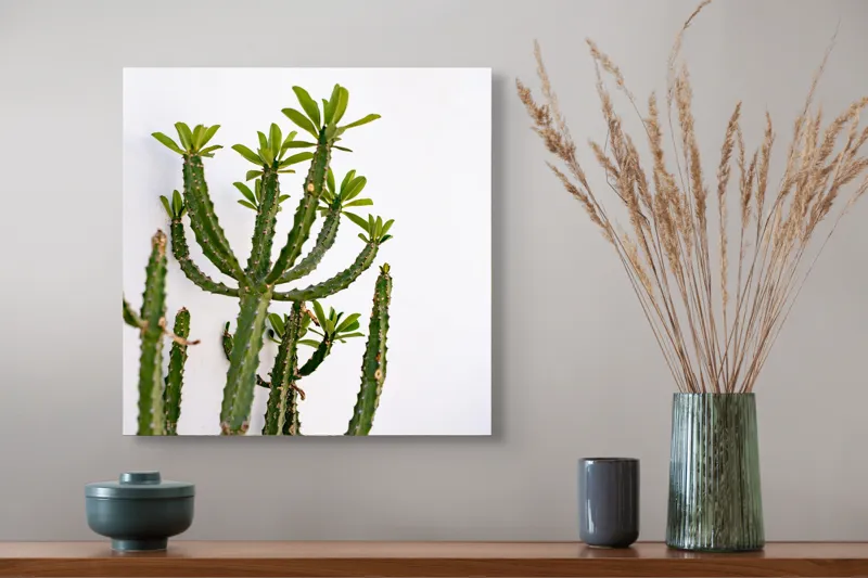 Tablou Canvas, "Cactus în lumina dimineții", Cactus, Verde, Frunze, Perete, Natural, Simplu, Contrast, Minimalist, Peisaj., 50 x 50 cm – poza 4