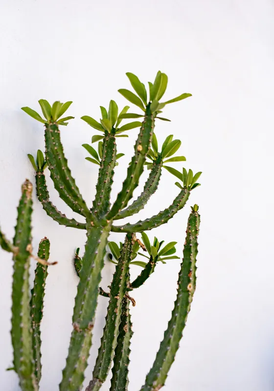 Tablou Canvas, "Cactus în lumina dimineții", Cactus, Verde, Frunze, Perete, Natural, Simplu, Contrast, Minimalist, Peisaj., 70 x 100 cm – poza 2