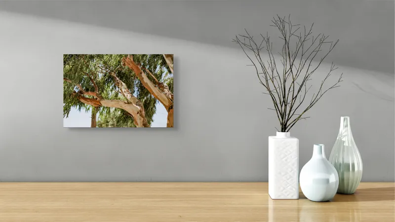 Tablou Canvas, "Copaci cu scoarță luminoasă în soare", Copac, Frunziș, Scoarță, Natură, Cer, Luminiș, Ramuri, Ondulare, Vitalitate, 39 x 26 cm – poza 8
