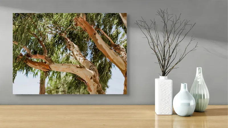 Tablou Canvas, "Copaci cu scoarță luminoasă în soare", Copac, Frunziș, Scoarță, Natură, Cer, Luminiș, Ramuri, Ondulare, Vitalitate, 70 x 50 cm – poza 3