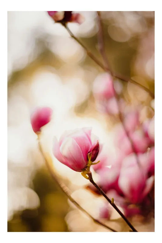 Tablou Canvas, "Flori de magnolie în amurgul primăverii", Flori, Magnolie, Roz, Delicat, Primăvară, Blândețe, Bokeh, Lumină, Natură, Frumusețe, 39 x 54 cm