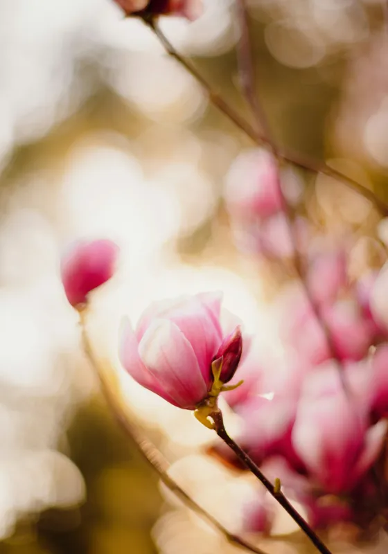 Tablou Canvas, "Flori de magnolie în amurgul primăverii", Flori, Magnolie, Roz, Delicat, Primăvară, Blândețe, Bokeh, Lumină, Natură, Frumusețe, 70 x 100 cm – poza 2